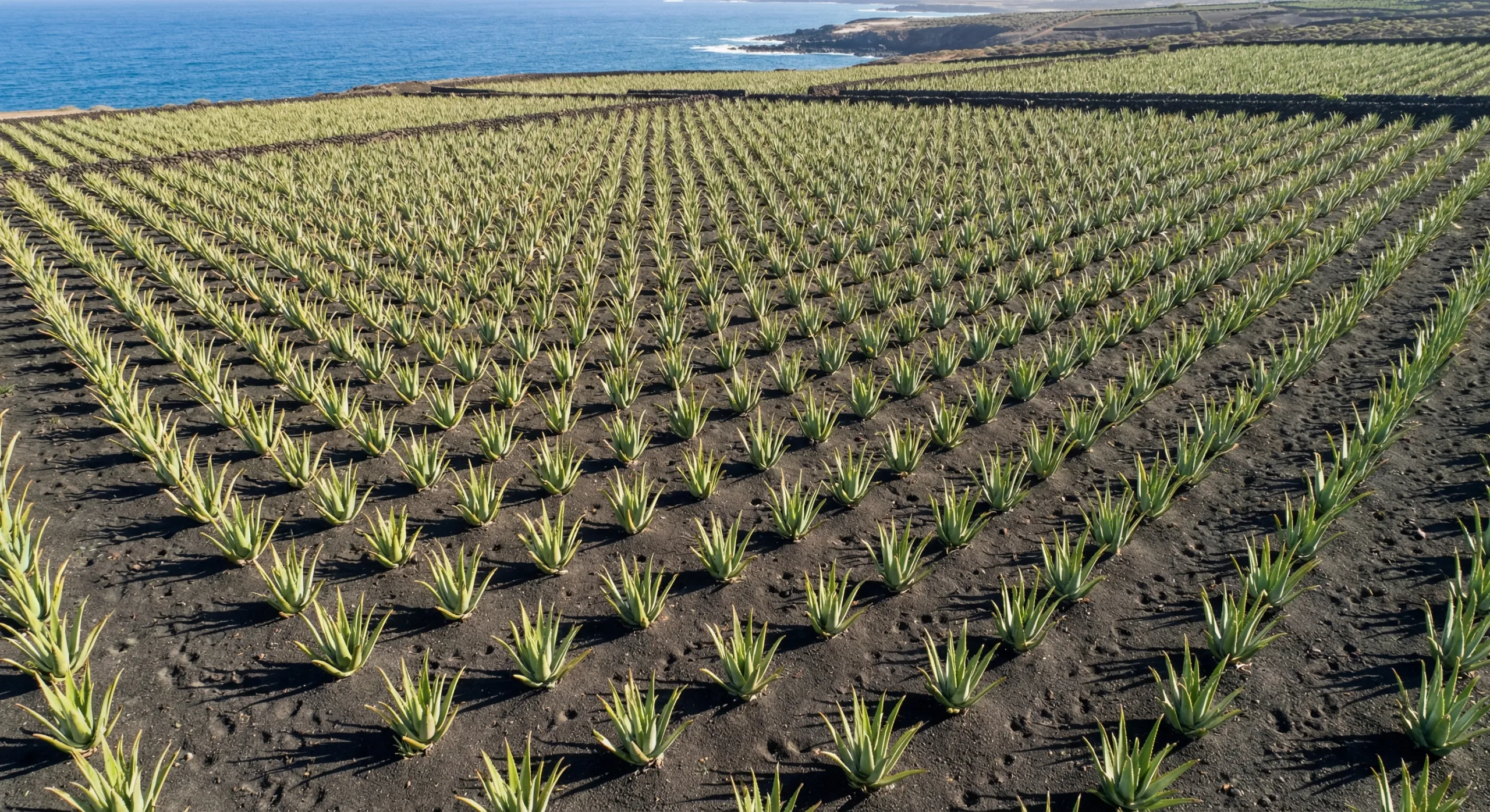 Plantáž aloe vera na Lanzarote vo vulkanickej pôde Kanárskych ostrovov
